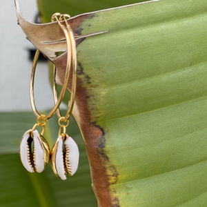 Gold Cowrie Hoops