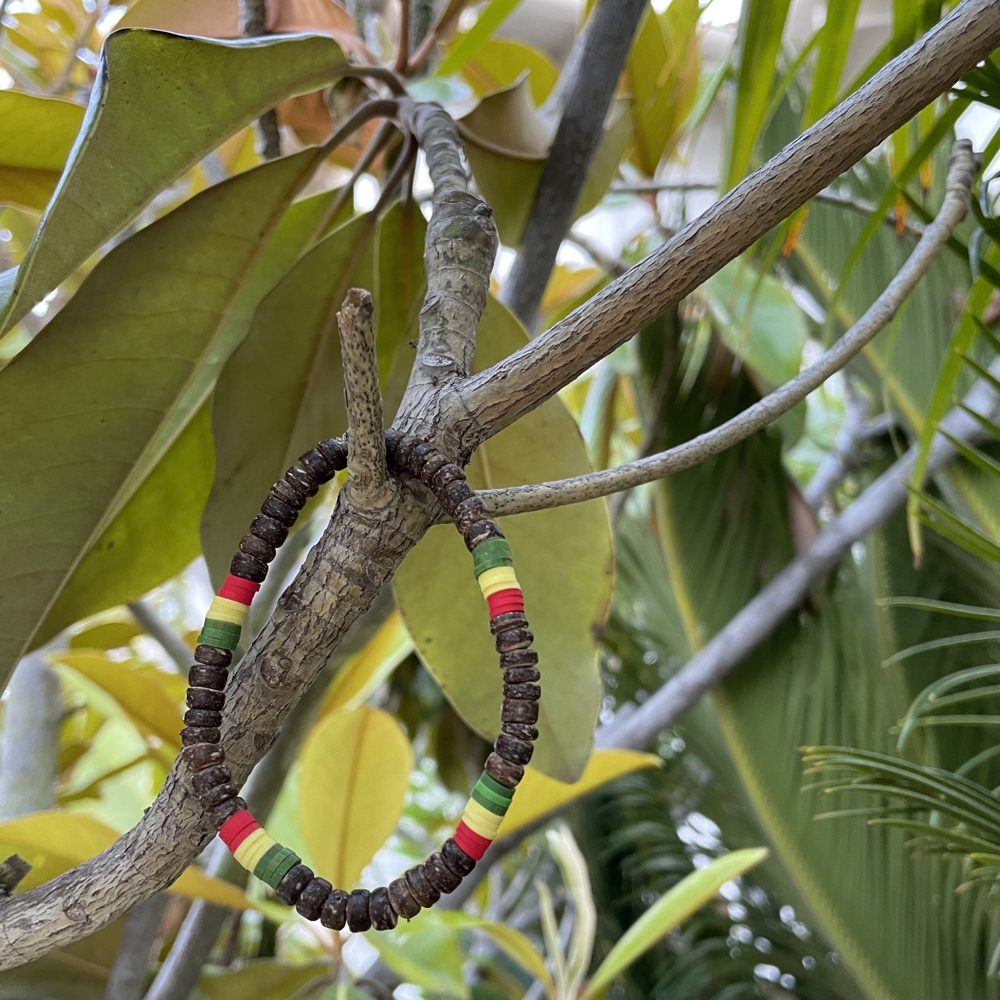 Rasta Coconut