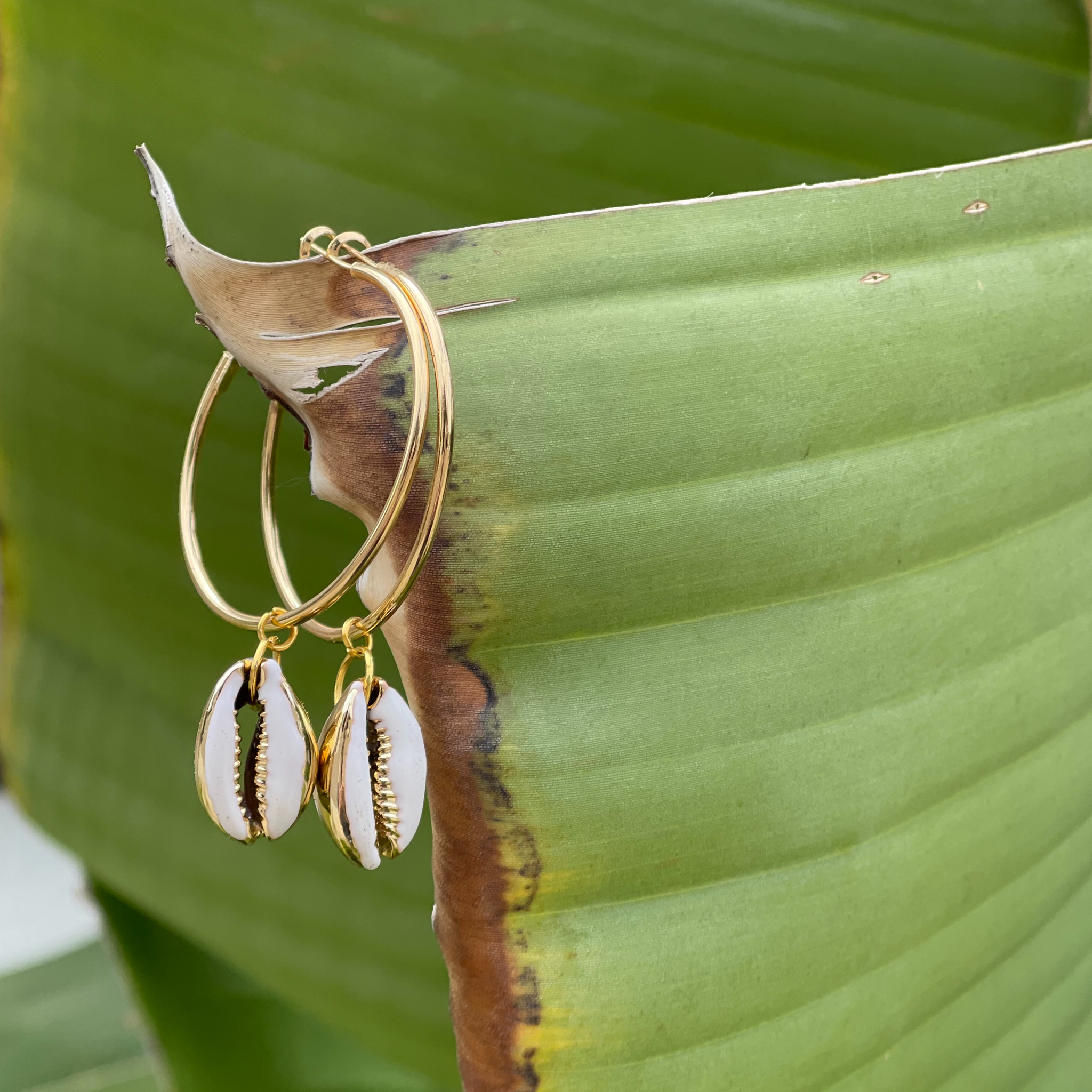 Gold Cowrie Hoops